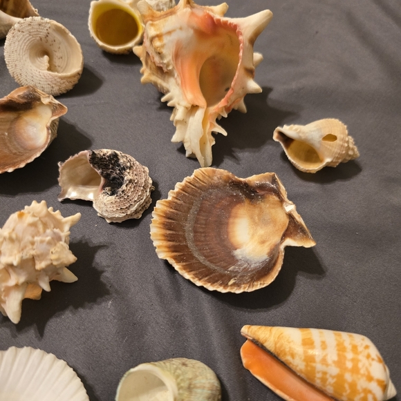 Assorted Seashell Collection 16 Pieces - Picture 5 of 11